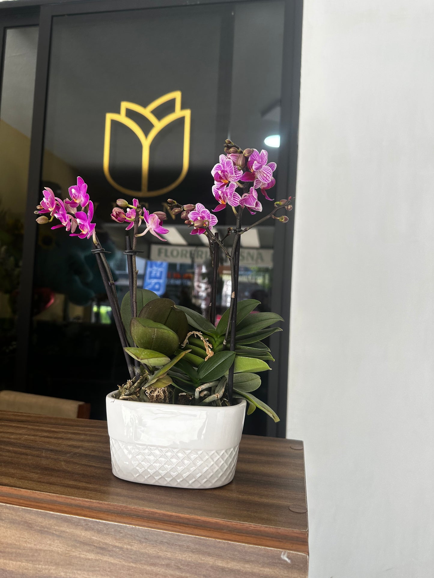 Mini Orquídeas Maceta con 4 varas