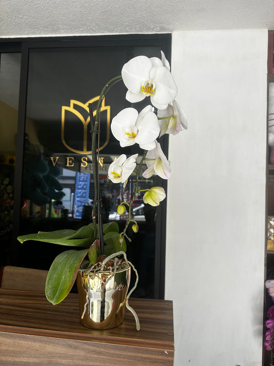Orquídea blanca grande con maceta DORADA