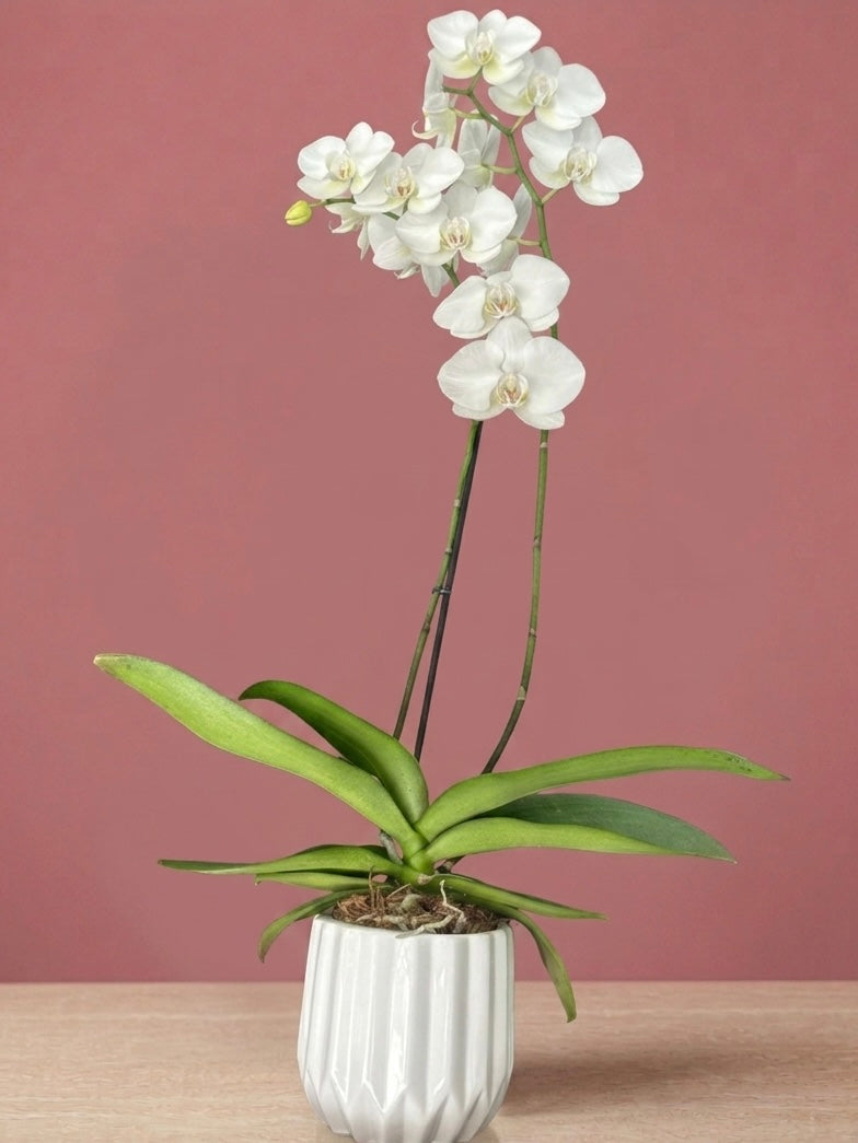 Phalaenopsis Marfil