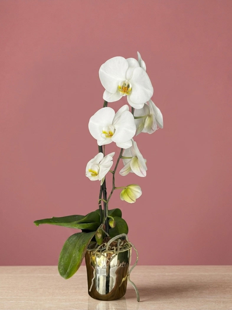 Phalaenopsis Or