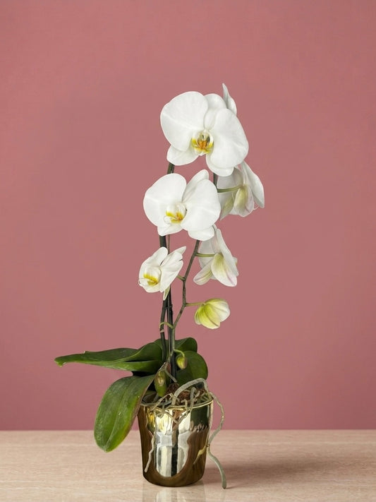 Phalaenopsis Or