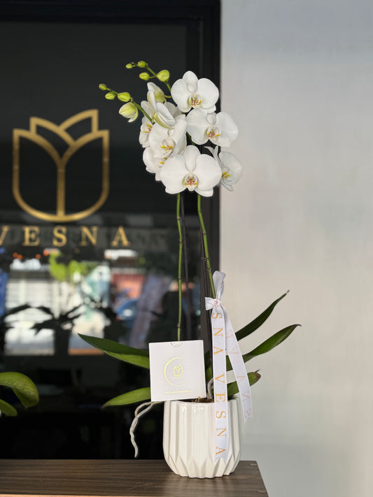 Orquídea con base de LUJO